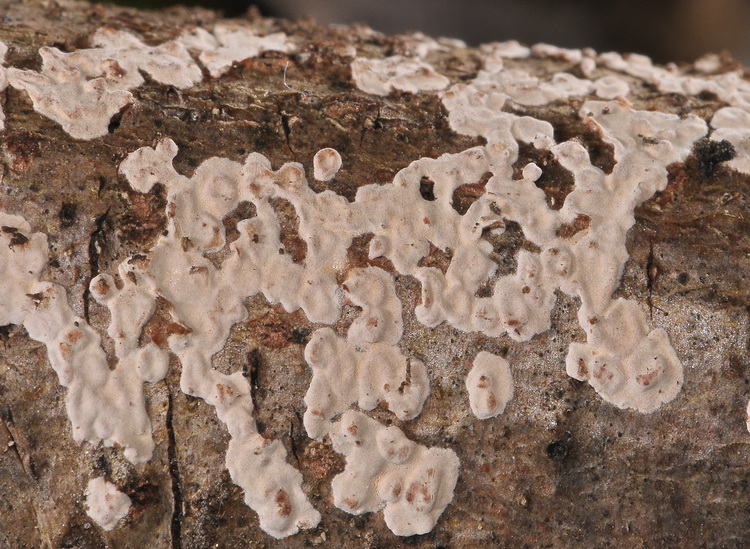 Xylobolus frustulatus?